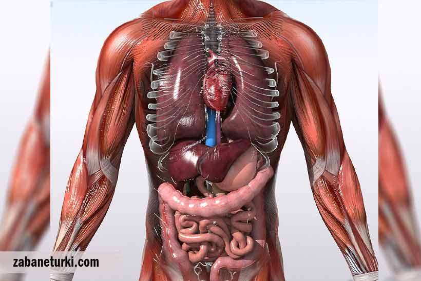 اعضای داخلی و بالاتنه به زبان ترکی